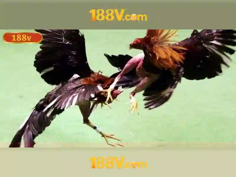 188V: một khái niệm số và hành trình khám phá 1 Đăng Nhập